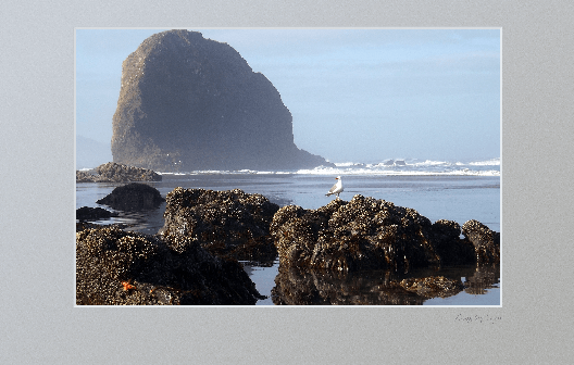 Jockey Cap from Silver Point, looking south in summer, with seagull